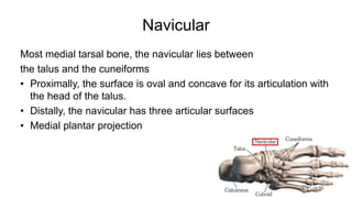 Foot Anatomy.pptx