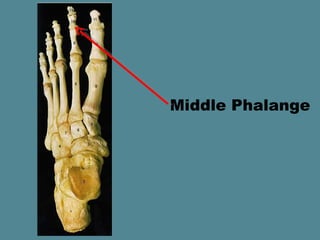 Middle Phalange
 