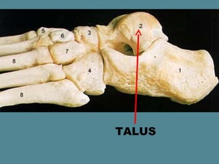 TALUS
 
