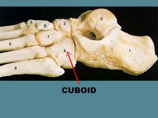 CUBOID
 