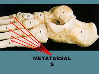 METATARSAL
    S
 