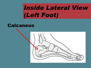 Inside Lateral View
     (Left Foot)
Calcaneus
 