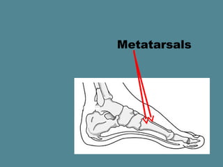Metatarsals
 
