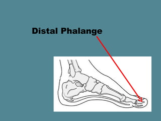 Distal Phalange
 