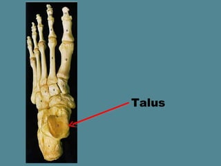 Talus
 