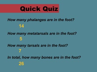 Quick Quiz
How many phalanges are in the foot?
      14
How many metatarsals are in the foot?
      5
How many tarsals are in the foot?
      7
In total, how many bones are in the foot?
      26
 