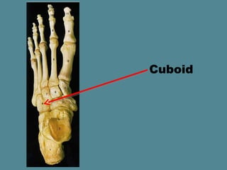 Cuboid
 