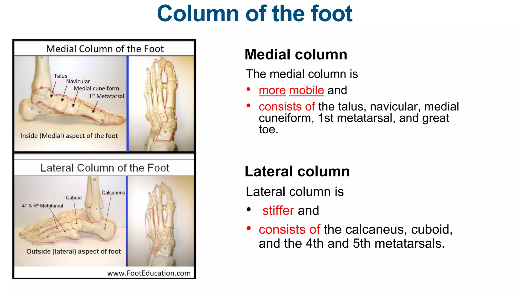Arches of the foot and plantar fascitiis | PPTX