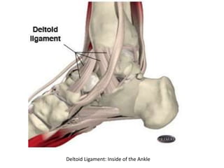 Deltoid Ligament: Inside of the Ankle
 