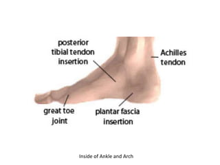 Foot and Ankle Anatomy | PPT