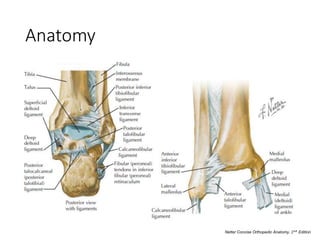 Anatomy
Netter Concise Orthopedic Anatomy, 2𝑛𝑑 Edition
 