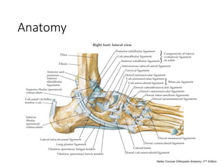 Anatomy
Netter Concise Orthopedic Anatomy, 2𝑛𝑑 Edition
 