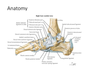 Anatomy
 