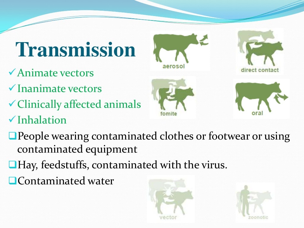 Foot and mouth disease