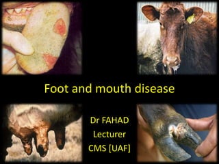 Foot and mouth disease
Dr FAHAD
Lecturer
CMS [UAF]
 