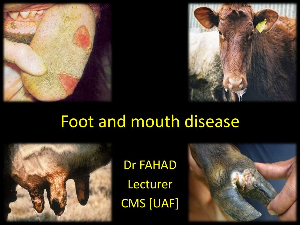 Foot and mouth disease