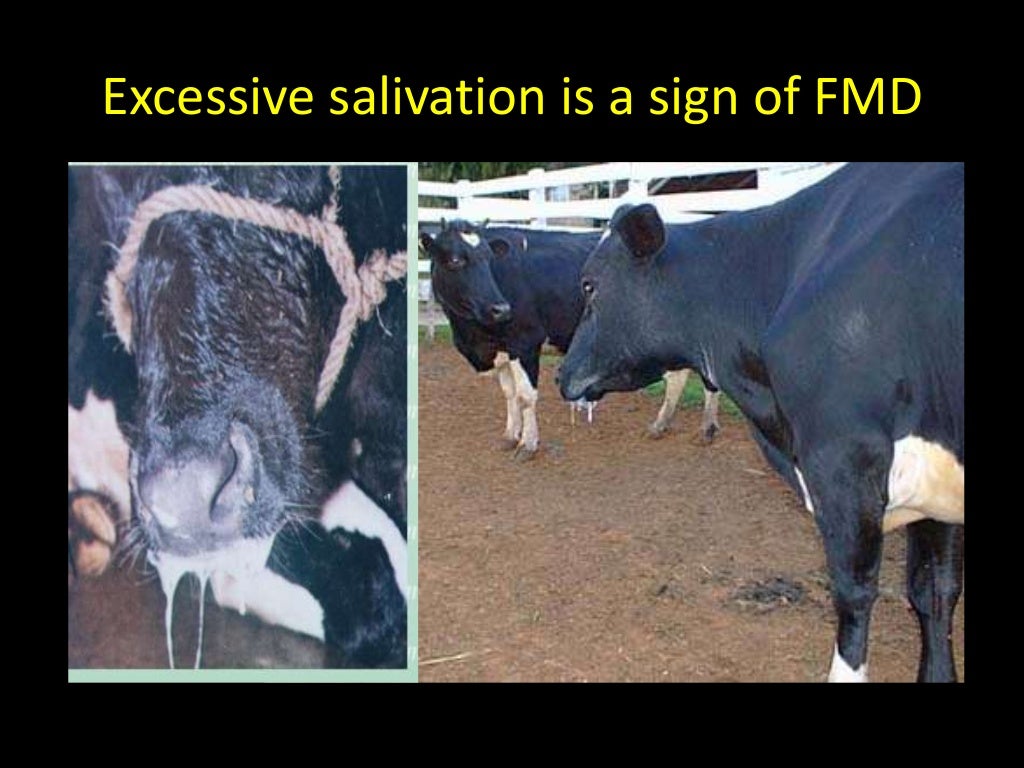 Foot and mouth disease