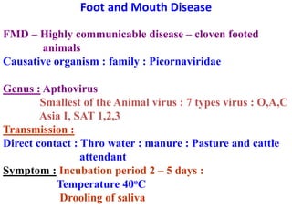 Foot and Mouth Disease
FMD – Highly communicable disease – cloven footed
animals
Causative organism : family : Picornaviridae
Genus : Apthovirus
Smallest of the Animal virus : 7 types virus : O,A,C
Asia I, SAT 1,2,3
Transmission :
Direct contact : Thro water : manure : Pasture and cattle
attendant
Symptom : Incubation period 2 – 5 days :
Temperature 40oC
Drooling of saliva
 