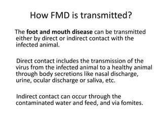 FOOT AND MOUTH DISEASE IN RUMINANTS.pptx