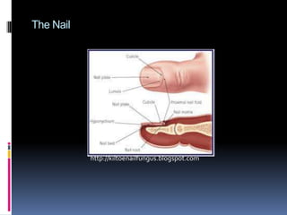 Foot and nails problemsHammer Toes or Claw ToesA hammer toe occurs when the middle of the toe points upwards abnormally.www.footmechanics.co.nzwww.lewistonortho.com