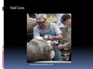 Corns & CallusesA callus (tyloma) is an area of skin that thickens after exposure to repetitive forces in order to protect the skin. When a callus develops a mass of dead cells in its center, it becomes a corn (heloma).www.ewhoknow.com