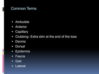 Common TermsAmbulateAnteriorCapillaryClubbing- Extra skin at the end of the toesDermisDorsalEpidermisFasciaGaitLateral