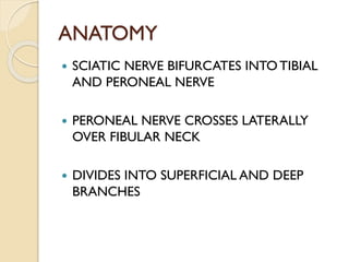 ANATOMY
 SCIATIC NERVE BIFURCATES INTO TIBIAL
AND PERONEAL NERVE
 PERONEAL NERVE CROSSES LATERALLY
OVER FIBULAR NECK
 DIVIDES INTO SUPERFICIAL AND DEEP
BRANCHES
 