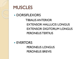 MUSCLES
 DORSIFLEXORS
TIBIALIS ANTERIOR
EXTENSOR HALLUCIS LONGUS
EXTENSOR DIGITORUM LONGUS
PERONEUS TERTIUS
 EVERTORS
PERONEUS LONGUS
PERONEUS BREVIS
 