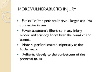 MOREVULNERABLE TO INJURY
 Funiculi of the peroneal nerve - larger and less
connective tissue
 Fewer autonomic fibers, so in any injury,
motor and sensory fibers bear the brunt of the
trauma.
 More superficial course, especially at the
fibular neck
 Adheres closely to the periosteum of the
proximal fibula
 