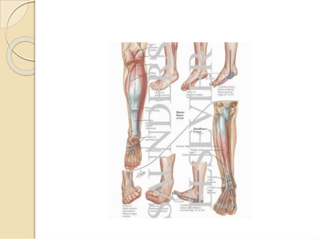 Anterior compartment syndrome test picture