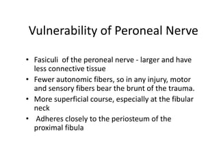 • Fasiculi of the peroneal nerve - larger and have
less connective tissue
• Fewer autonomic fibers, so in any injury, motor
and sensory fibers bear the brunt of the trauma.
• More superficial course, especially at the fibular
neck
• Adheres closely to the periosteum of the
proximal fibula
Vulnerability of Peroneal Nerve
 