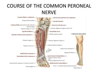 COURSE OF THE COMMON PERONEAL
NERVE
 
