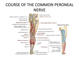 COURSE OF THE COMMON PERONEAL
NERVE
 