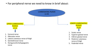 • For peripheral nerve we need to know in brief about:
LUMBOSACRAL PLEXUS
L1-S3
UPPER LUMBOSACRAL
PLEXUS
L1-L4
LOWER LUMBOSACRAL
PLEXUS
L5-S3
1. Femoral nerve
2. Obturator nerve
3. Lateral cutaneous nerve of thigh
4. Genitofemoral nerve
5. Ilioinguinal & iliohypogastric
nerve
1. Sciatic nerve
2. Superior gluteal nerve
3. Inferior gluteal nerve
4. Posterior cutaneous
nerve of thigh
5. Pudendal nerve
 