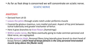 • As far as foot drop is concerned we will concentrate on sciatic nerve.
SCIATIC NERVE
ANATOMY:
• Derived from L4-S3
• Leaves the pelvis through sciatic notch under piriformis muscle
• Covered by gluteus maximus, runs medial and post. Aspect of hip joint between
ischial tuberosity and greater trochanter of femur.
• Here it gives branches to Knee flexors.{hamstrings}
• Within sciatic nerve, the fibres eventually going to make common peroneal and
tibial nerve, are segregated.
• In the posterior thigh, Peroneal fibres lying laterally gives branch to short head of
biceps femoris.[short head of biceps femoris is the only peroneal innerveated
muscle lying above the fibular neck}
 