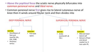 • Above the popliteal fossa the sciatic nerve physically bifurcates into
common peroneal nerve and tibial nerve.
• Common peroneal nerve first gives rise to lateral cutaneous nerve of
knee then it winds around fibular neck and then divides into
DEEP PERONEAL NERVE
MOTOR:
• Dorsiflexors of
foot and
toes[TA, EHL,
EDL, EDB]
• Peroneus
tertius
SENSORY:
• First web
space.
SUPERFICIAL PERONEAL NERVE
MOTOR:
• Ankle
evertors{P.L.&
P.B.}
SENSORY:
• Mid and lower
lateral calf.
• Dorsum of foot
and dorsal
medial 3 or 4
toes upto IPJ.
 