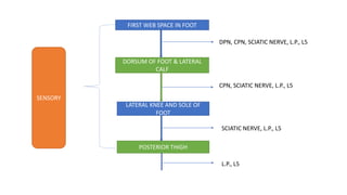 FIRST WEB SPACE IN FOOT
DPN, CPN, SCIATIC NERVE, L.P., L5
DORSUM OF FOOT & LATERAL
CALF
CPN, SCIATIC NERVE, L.P., L5
LATERAL KNEE AND SOLE OF
FOOT
SCIATIC NERVE, L.P., L5
POSTERIOR THIGH
L.P., L5
SENSORY
 