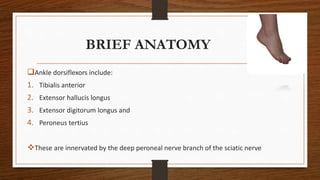 BRIEF ANATOMY
Ankle dorsiflexors include:
1. Tibialis anterior
2. Extensor hallucis longus
3. Extensor digitorum longus and
4. Peroneus tertius
These are innervated by the deep peroneal nerve branch of the sciatic nerve
 