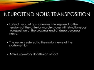 NEUROTENDINOUS TRANSPOSITION 
• Lateral head of gastronemius is transposed to the 
tendons of the anterior muscle group with simultaneous 
transposition of the proximal end of deep peroneal 
nerve. 
• The nerve is sutured to the motor nerve of the 
gartronemius 
• Active voluntary dorsiflexion of foot 
 