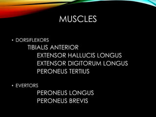 MUSCLES 
• DORSIFLEXORS 
TIBIALIS ANTERIOR 
EXTENSOR HALLUCIS LONGUS 
EXTENSOR DIGITORUM LONGUS 
PERONEUS TERTIUS 
• EVERTORS 
PERONEUS LONGUS 
PERONEUS BREVIS 
 