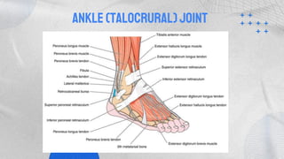 Foot Joint | PPTX
