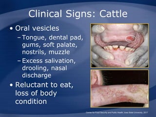 Foot Mouth Disease.ppt