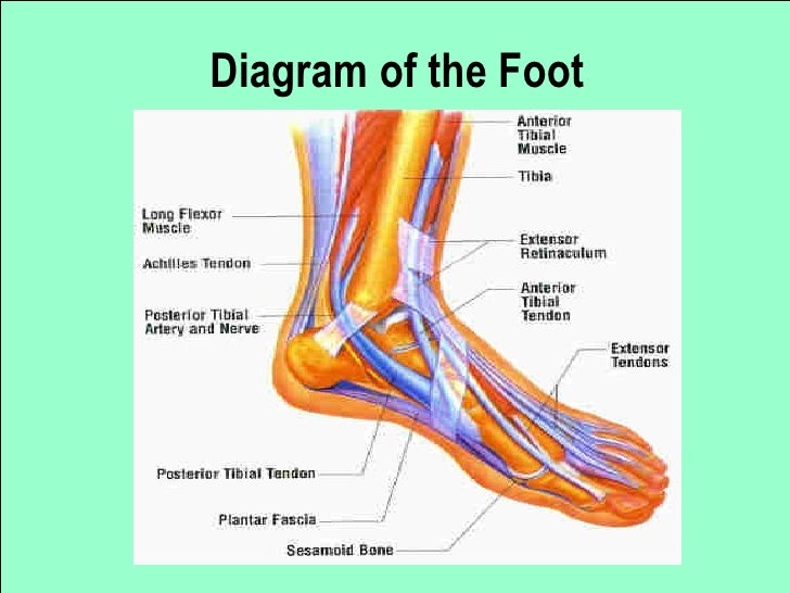 Foot Presentation diagram of female foot 