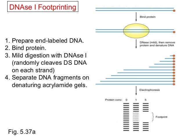 dna footprinting