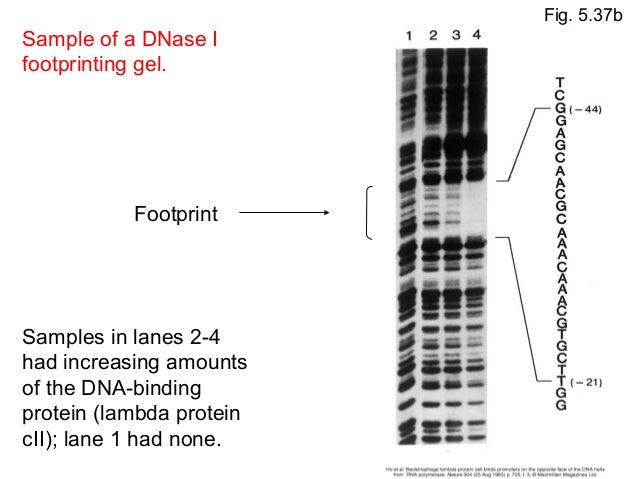 dna footprinting