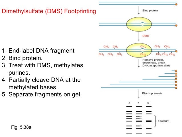 dna footprinting