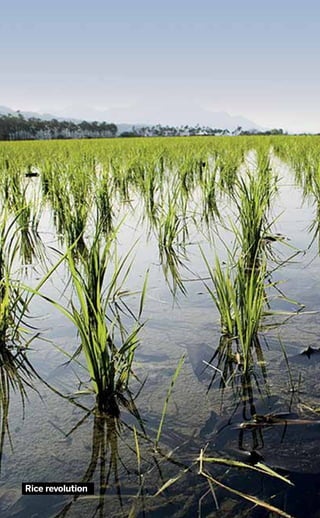 Rice revolution
 