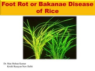 Foot Rot or Bakanae Disease
of Rice
Dr. Man Mohan Kumar
Krishi Rasayan New Delhi
 