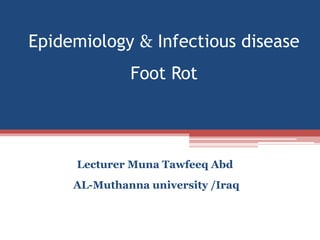 Epidemiology & Infectious disease
Foot Rot
Lecturer Muna Tawfeeq Abd
AL-Muthanna university /Iraq
 