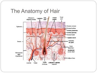 The Anatomy of Hair
 